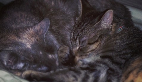 No, I won't subject you to my hideous visage.  Enjoy some kitties.