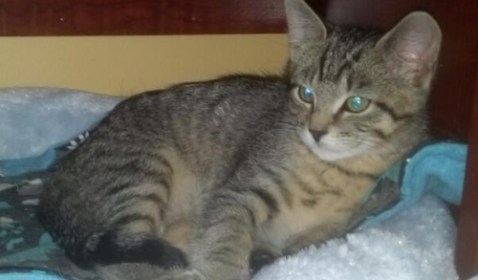 Also he was still awful, just smaller and a different sort of cute.